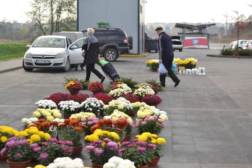 Na Wszystkich Świętych 2022 w Lipnie wybór chryzantem jest ogromny. Ceny kwiatów umiarkowane
