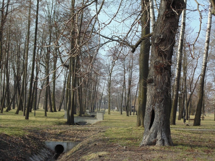 Wykoszona jesienią trawa zaczyna zielenić się. Na drzewach...