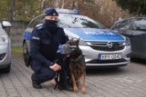 Komisarz Kolor i jego pan. Pies policyjny z KPP w Radomsku to "dynamit na czterech łapach" [ZDJĘCIA]
