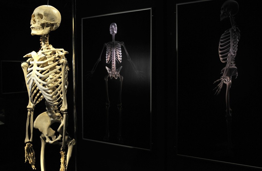 Po ogromnym sukcesie The Human Body Exhibitions, która...