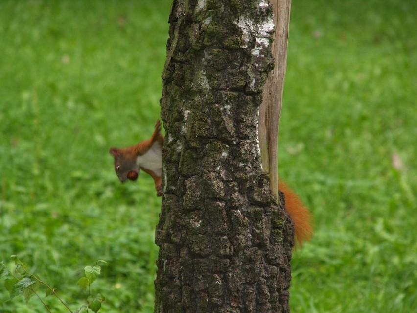 A kuku! Fot. Mariusz Wójcik