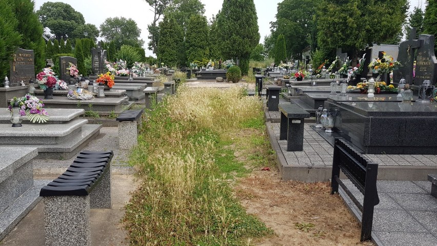 Zarośnięty Cmentarz Komunalny w Kaliszu