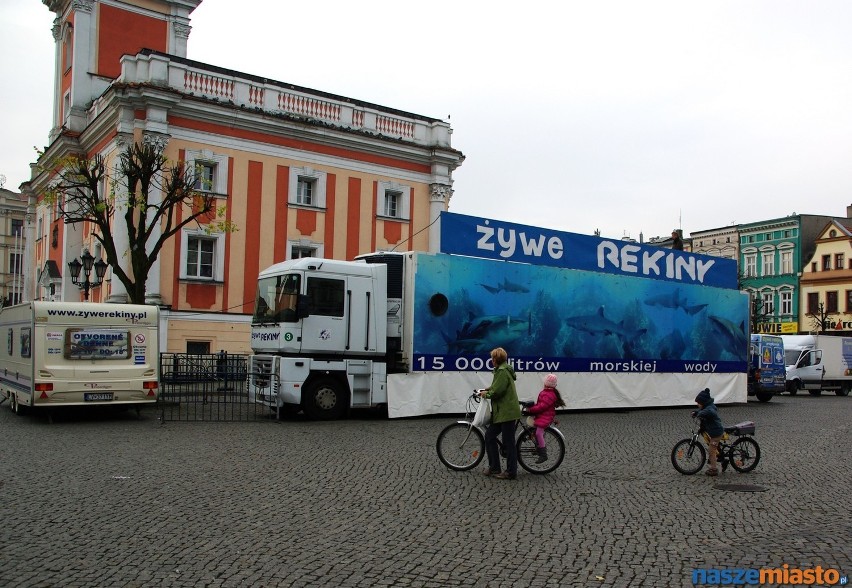 Rekiny w Lesznie można oglądać do czwartku 21 listopada....