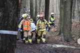 Powiat gnieźnieński. Dramat w Skorzęcinie! Drzewo spadło na mężczyznę. Lądował LPR