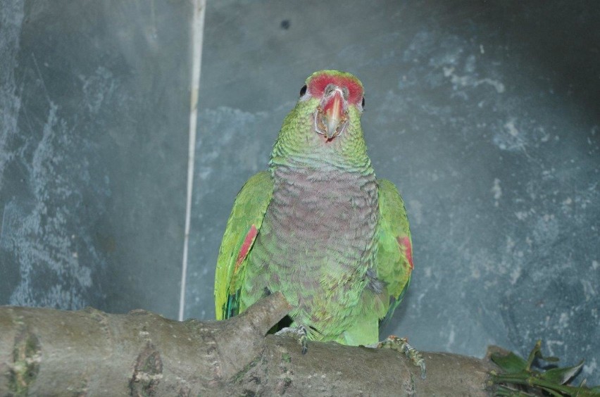 Kakadu ognistoczube i amazonki pąsowe w zamojskim zoo