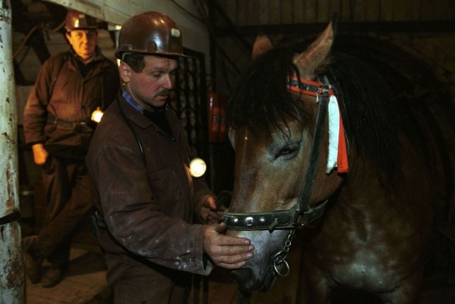 Słynna Baśka, ostatni koń pracujący w wielickiej Kopalni Soli była ulubienicą górników. Po opuszczeniu podziemi klacz mieszkała do końca życia (do grudnia 2015 roku) w ośrodku Samaria koło Pszczyny