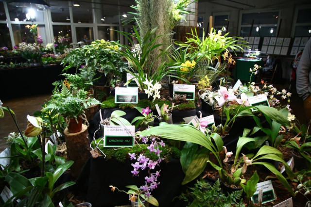 Światowa Wystawa Orchidei, Bonsai i Sukulentów, Warszawa. 12-13