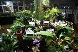 Światowa Wystawa Orchidei, Bonsai i Sukulentów, Warszawa. 12-13 października w Global Expo wielkie święto miłośników zieleni
