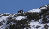 Tatry. Zobaczcie, jak niedźwiedzia rodzina bawi się na górskiej grani [WIDEO]