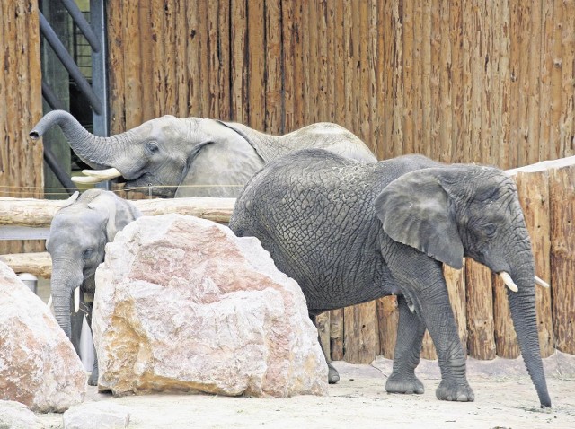 Słoniarnia jest otwarta dla zwiedzających przez cały rok