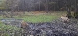 Wilki pojawiły się w lesie niedaleko Czerniejewa [FOTO, FILM]