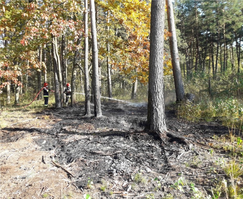 Region. W lasach jest bardzo sucho, strażacy i leśnicy apelują o ostrożność [ZDJĘCIA]