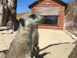 Wiosna w ZOO Safari w Borysewie, zobacz co porabiają krówka Psotka, surykatka Ludwiczek. lwy, tygrysy i inne zwierzęta [ZDJĘCIA I FILMY] 