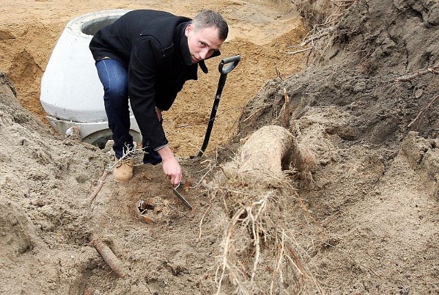 Archeolog Adam Reich sprawdza niemiecki grób ze starego ewangelickiego cmentarza