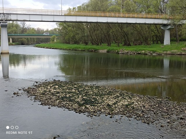 Glony na brzegu Soły w Oświęcimiu ciągnęły się na kilku odcinkach, m.in. na Kamieńcu i plantach