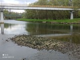 Glony na brzegach Soły w Oświęcimiu. Regionalny Zarząd Gospodarki Wodnej w Krakowie sprawdził, czy to efekt zanieczyszczenia [ZDJĘCIA]