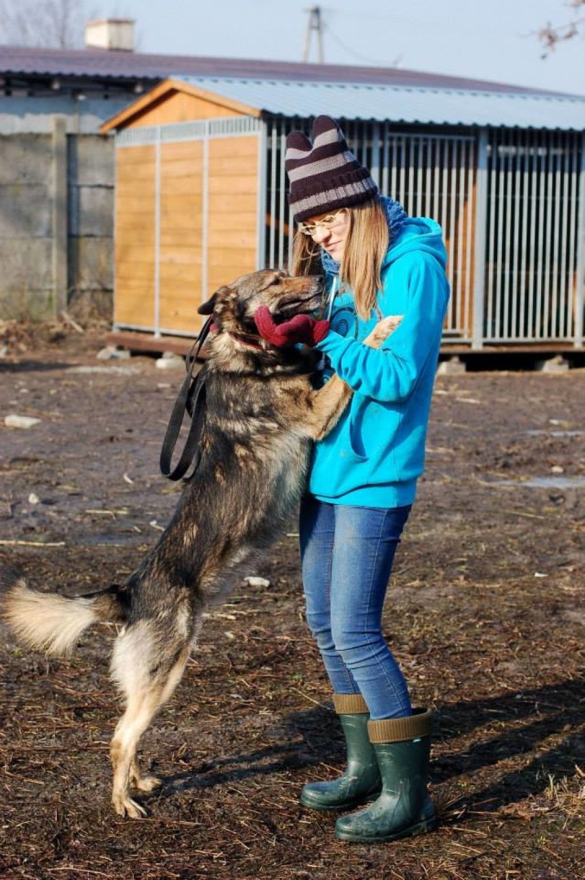 Psy czekają w skierniewickim schronisku dla zwierząt