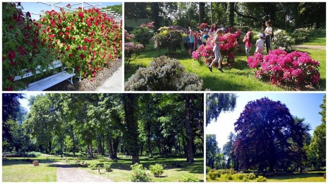 Park Dendrofarma przy pałacu w Dalkowie. Warto zobaczyć to miejsce