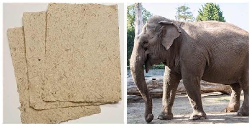 W Dusznikach-Zdroju robią papier z... kupy słoni z wrocławskiego zoo (SZCZEGÓŁY)