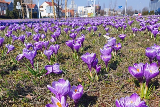 Wiosenne kwiaty w Zielonej Górze cieszą przechodniów. Kliknij w zdjęcie i przejdź do galerii >>>>