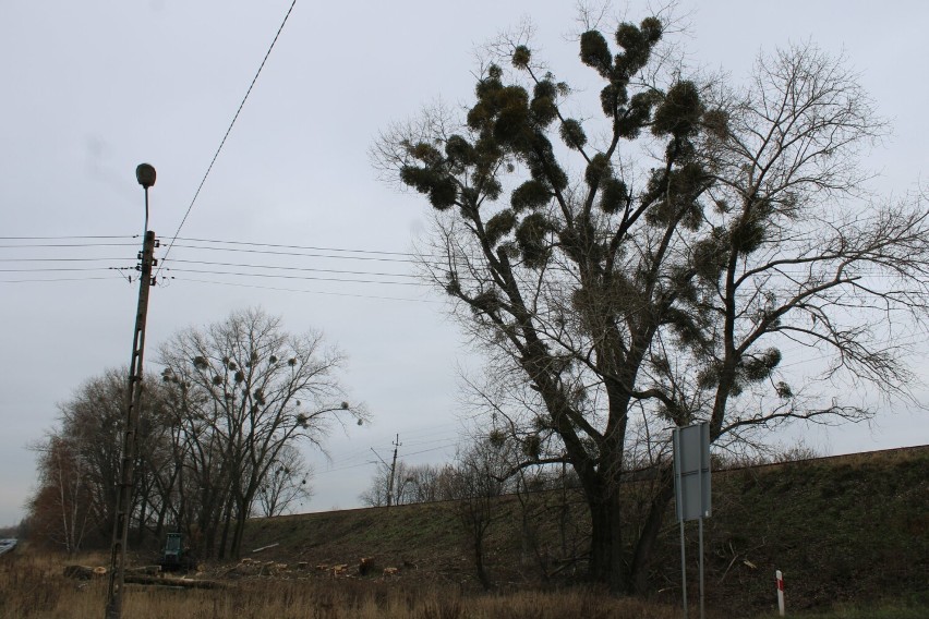 Rzeź wysokich drzew przy linii kolejowej w rejonie Warszawskiej w Wieluniu