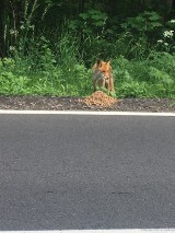 Ostrzegają. Przy drodze pod Wałbrzychem błąka się wychudzona lisica... Nie boi się ludzi 