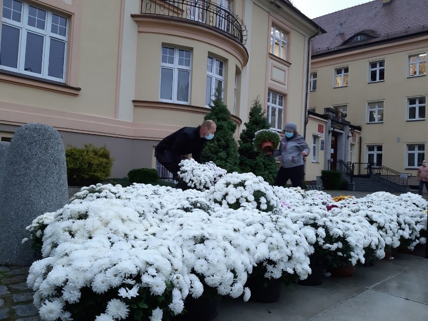 Chryzantemy przed starostwem w Szczecinku. Urzędnicy rozdają kwiaty [zdjęcia]