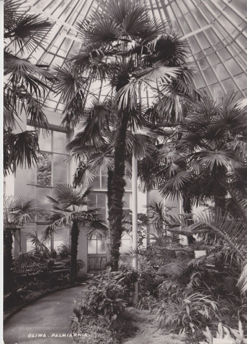 Zdjęcie palmy wykonane w latach 60.