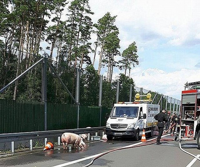 W poniedziałek, 31 lipca, na trasie S3 między Skwierzyną i Międzyrzeczem zapalił się samochód przewożący trzodę chlewną Kierowca zatrzymał ciężarówkę, a podczas akcji gaśniczej musiał wypuścić sześć świń.