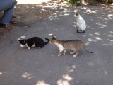 Marokańskie koty [zdjęcia]