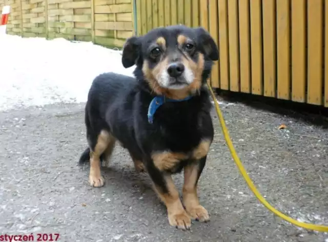 Pies w wieku około 5 lat, krótkowłosy, mały, w kłębie ma około 30 cm. Znaleziony w okolicach ulicy Owocowej w Żorach.