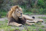 Gdańsk: Lwy poznają wybieg w zoo. Ze swojego domu wypuszczane są w cieplejsze dni [ZDJĘCIA]
