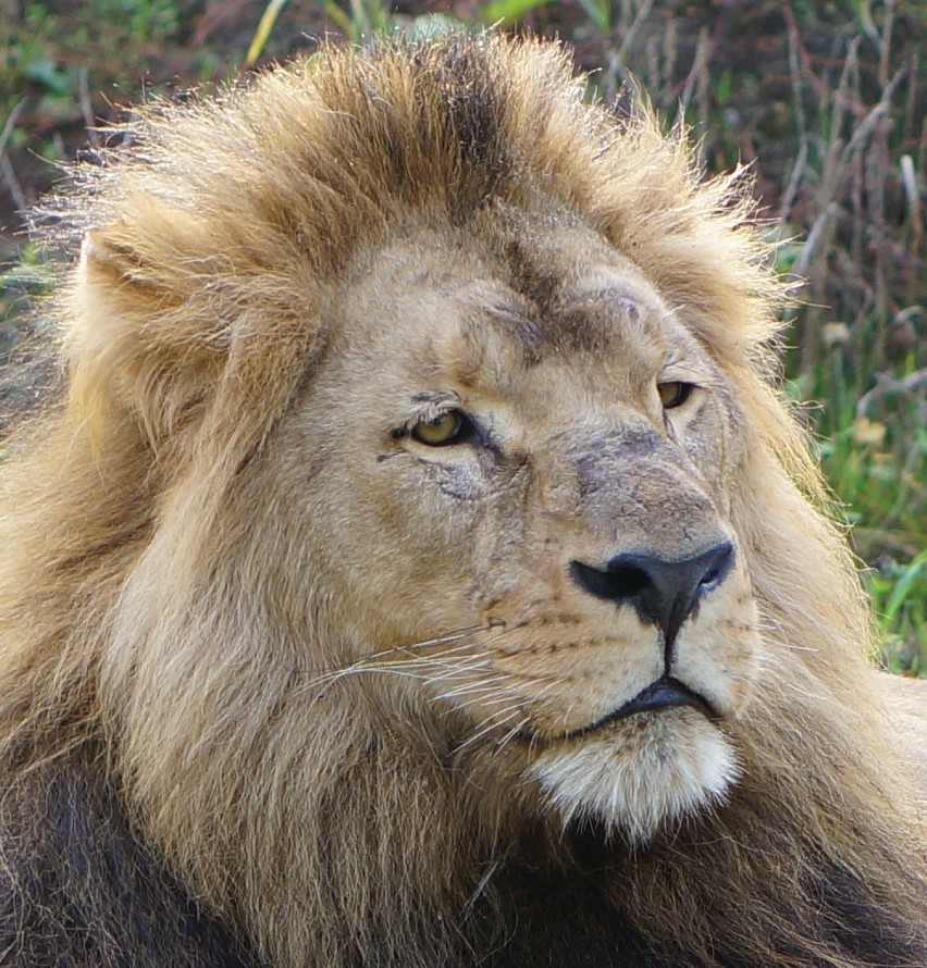 Gdańskie lwy oswajają się z wybiegiem w zoo