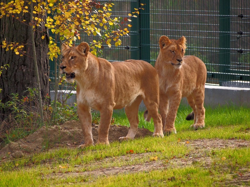 Gdańskie lwy oswajają się z wybiegiem w zoo