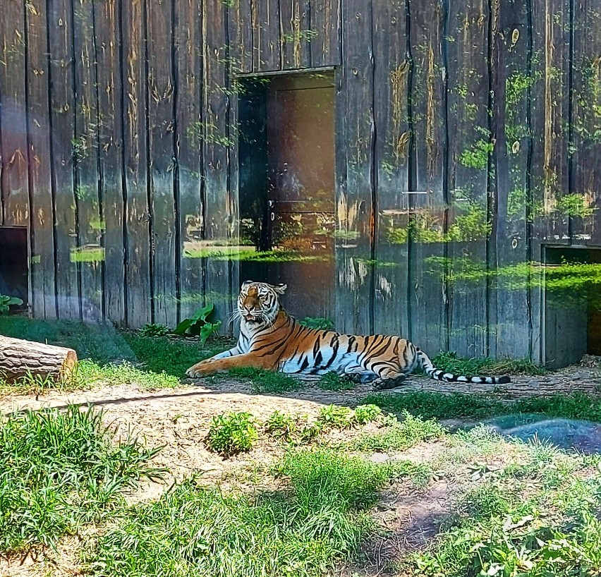 Śląski Ogród Zoologiczny obchodził Światowy Dzień Tygrysa. Z...