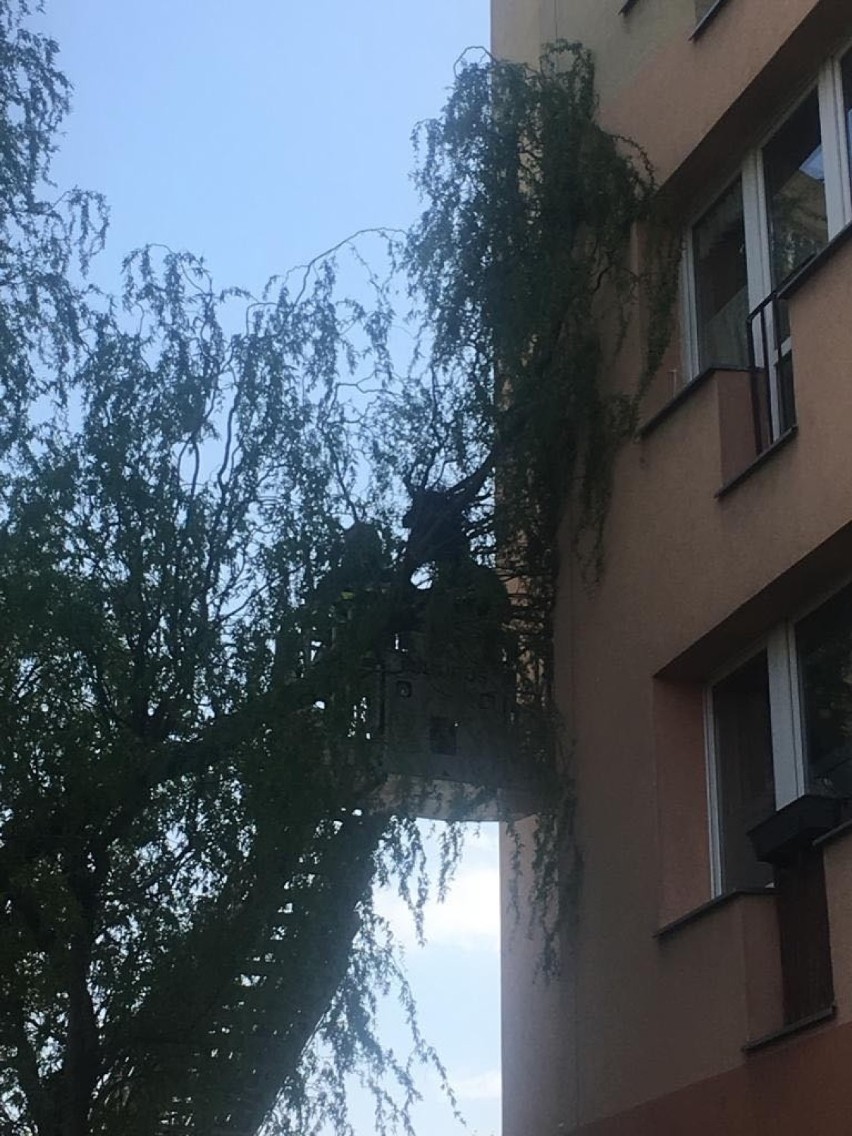 Silny wiatr w Łodzi. Powalone drzewa, spadające gałęzie i zniszczenia [ZDJĘCIA]