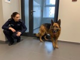 Zabłąkany pies pod Słupskiem trafił na służbę. Policja szuka właściciela [ZDJĘCIA]