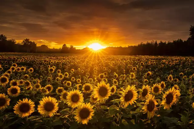 Słoneczniki to najbardziej wakacyjne i kojarzące się z latem kwiaty. Kliknijcie w galerię zdjęć i obejrzyjcie zachwycające zdjęcia autorstwa Tomasza Madejskiego. Od tych zdjęć ciężko oderwać wzrok!