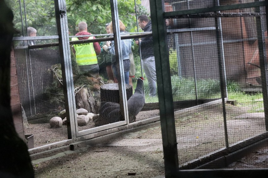 PILNE! Interwencja w palmiarni w Legnicy. Prokuratura wydała nakaz przejęcia zwierząt przez Ogród Zoologiczny w Poznaniu
