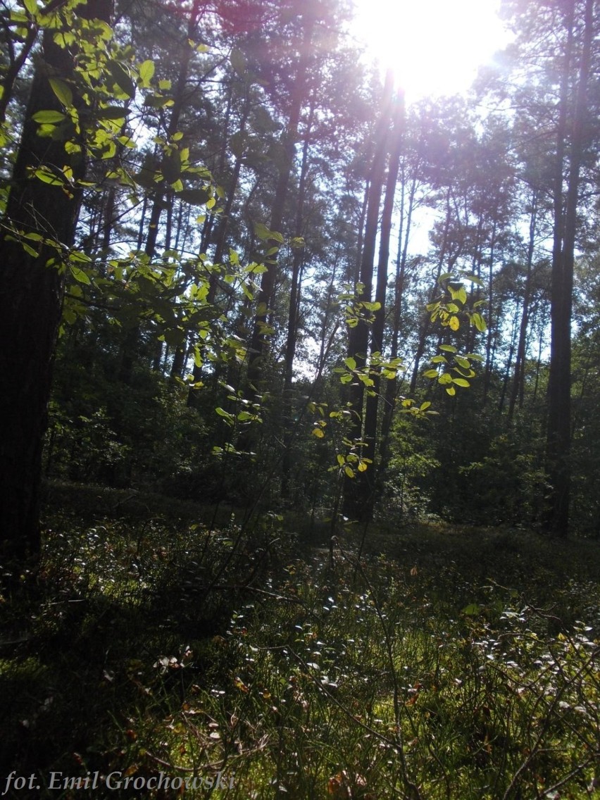 Jesień na Mazowszu. Zobacz naszą sezonową, grzybową galerię...