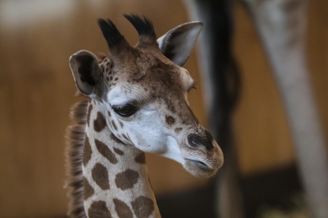 Marcin Gortat w czwartek odwiedzi swojego chrześniaka - żyrafka z warszawskiego zoo