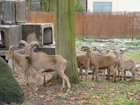 Nowe zwierzęta w śląskim zoo pojawiły się w drugiej połowie...