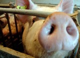 Świnie w Ratajach: Starosta wstrzymał pozwolenie na budowę tuczarni