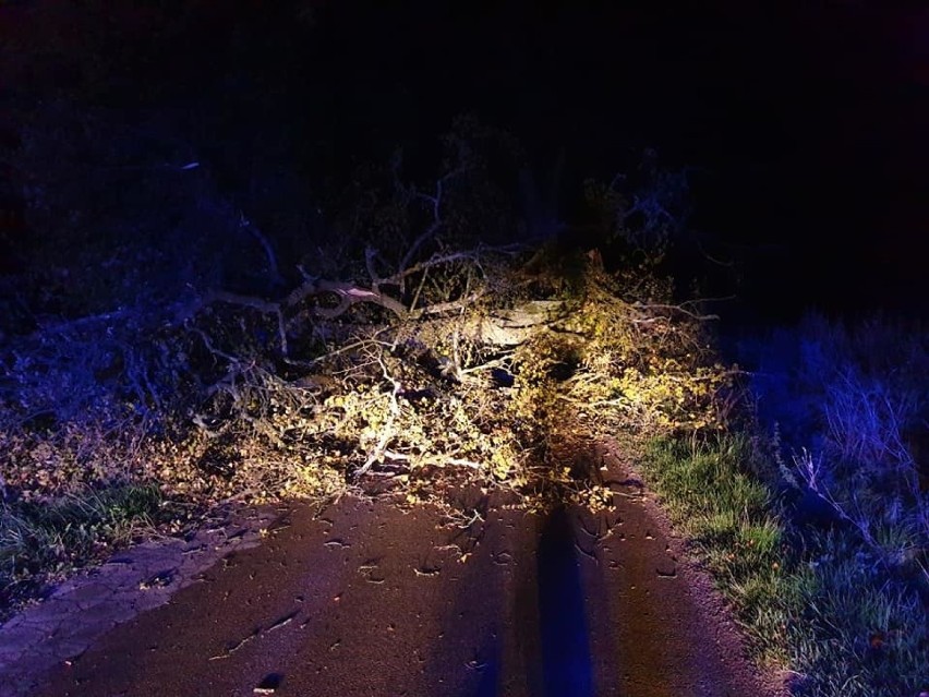 Przewrócone drzewo na drogę w Borczu