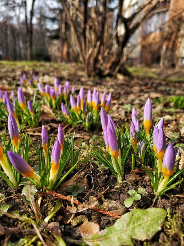 Rozkwitają już w lutym-marcu, niektóre odmiany kwitną też w kwietniu.