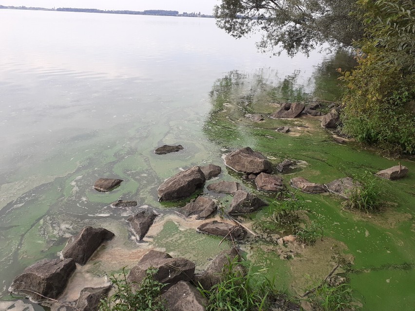 Zielona woda w Jeziorze Goczałkowickim - ZDJĘCIA. Unosi się fetor, są także śnięte ryby. Co tam się stało?