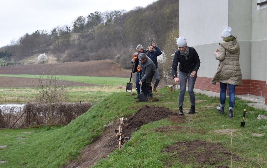 W akcję sadzenia drzew w Golubiu-Dobrzyniu organizowaną...