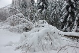 Śnieżyca spustoszyła Magurski Park Narodowy [ZDJĘCIA]