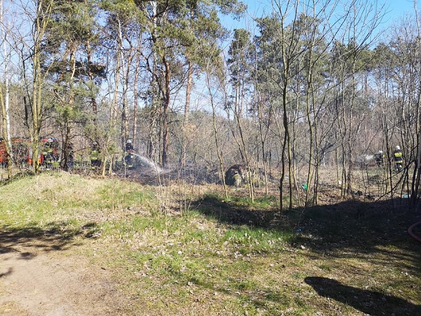 Pożar lasu przy drodze wojewódzkiej nr 443 w gminie Gizałki