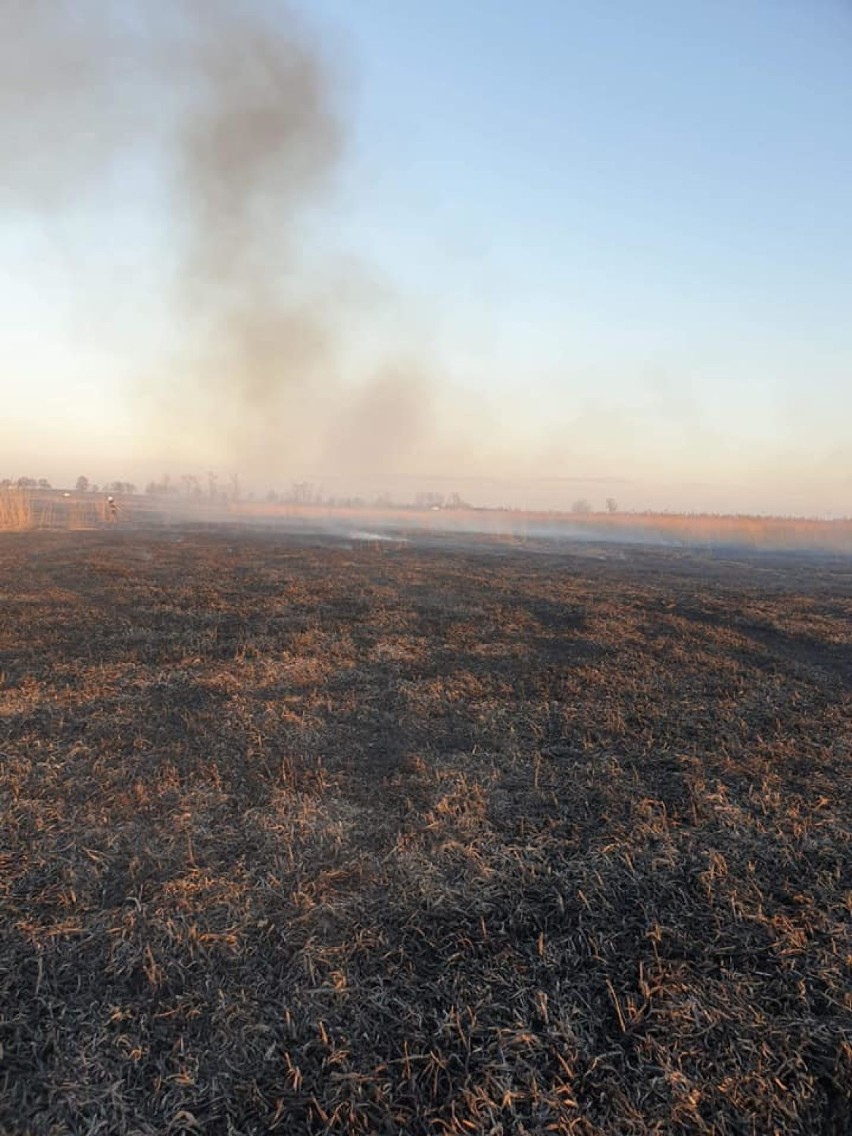 Kolejny pożar trzcinowiska w gminie Kruszwica [zdjęcia]